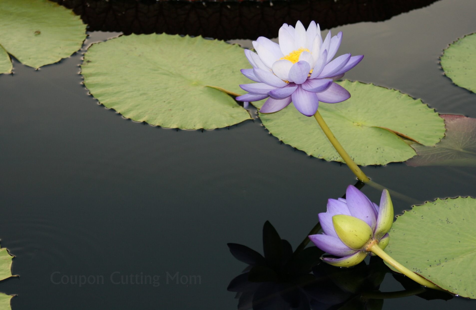 Wordless Wednesday Longwood Gardens Water Lilies Coupon Cutting Mom