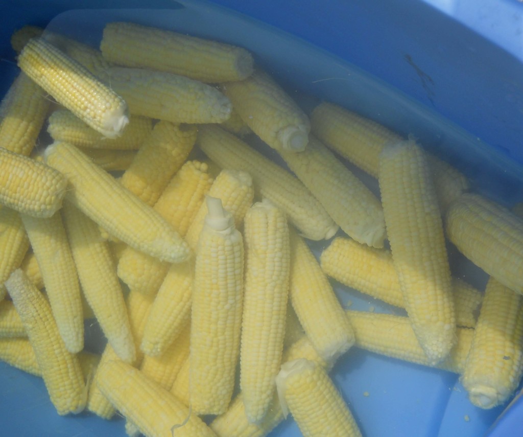 freezing sweet corn