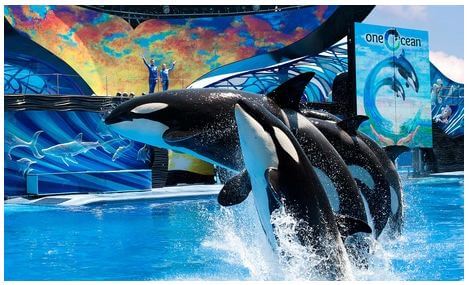 2014 Fun Card for SeaWorld Orlando or Busch Gardens Tampa Only $75 (Reg. $101)