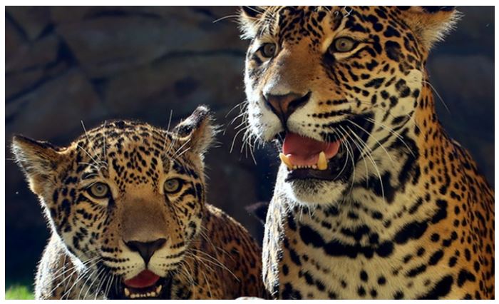 Elmwood Park Zoo Admission 47% off Regular Price